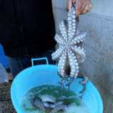 Domenico ci mostra un grosso polpo appena pescato